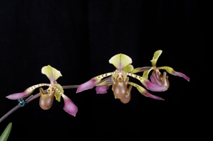 Paphiopedilum lowii Rebecca HCC/AOS 75 pts. Inflor